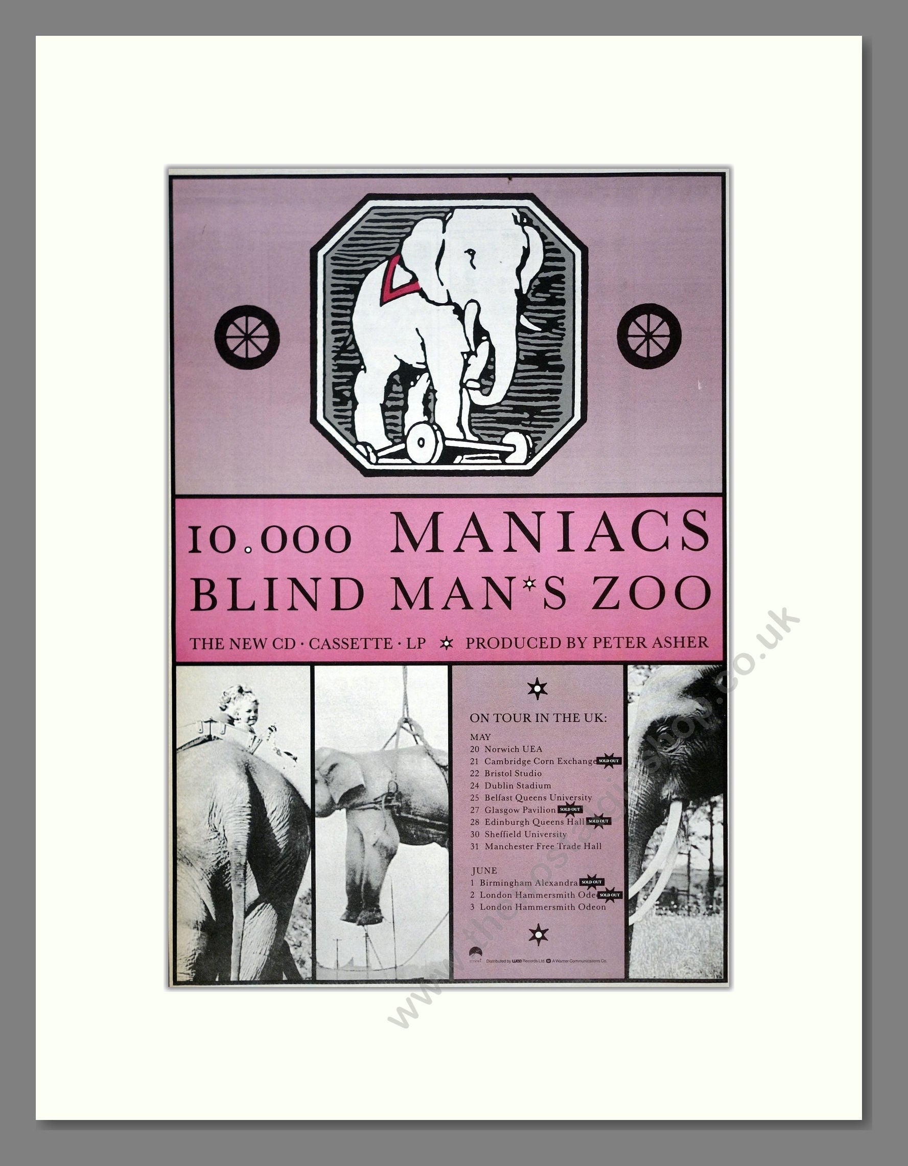 10,000 Maniacs - Blind Man's Zoo. Vintage Advert 1989 (ref AD19544 ...