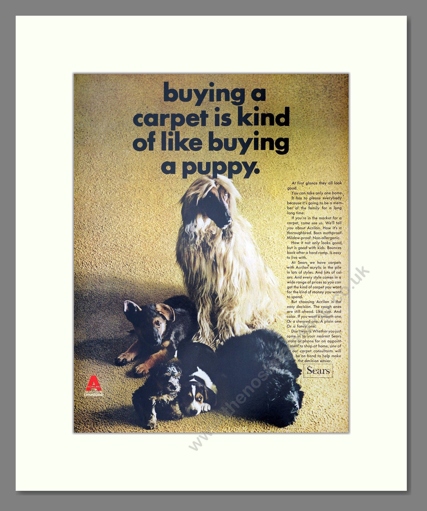 Sears - Buying A Carpet Is Like Buying A Puppy. Vintage Advert 1966 (ref AD302922)