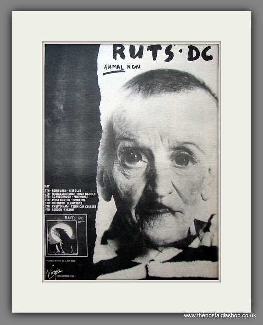 Ruts. DC Animal Now. Vintage Advert 1981 (ref AD13976)